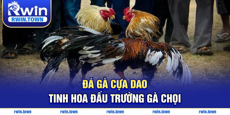 Tìm hiểu đá gà cựa dao, tựa game gà chọi ăn khách nhất