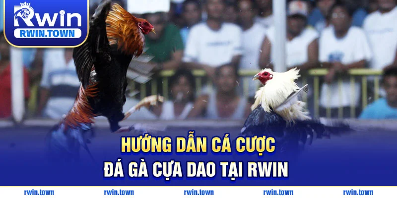 Chi tiết cách cá cược đá gà cựa dao tại RWIN