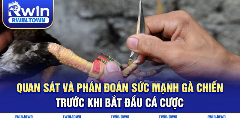 Phân tích chiến kê qua quan sát ngoại hình