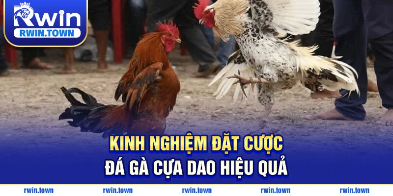 Kinh nghiệm đặt cược đá gà cựa dao cần nhớ