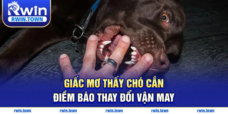 Giấc mơ thấy chó cắn - Điềm báo thay đổi vận may.
