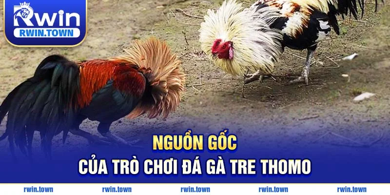 Xuất xứ cá cược đá gà tre thomo