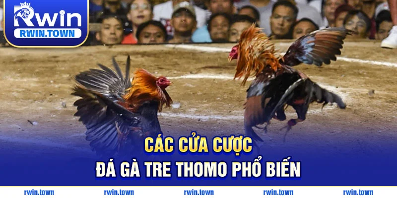 Các cửa cược đá gà tre thomo phổ biến