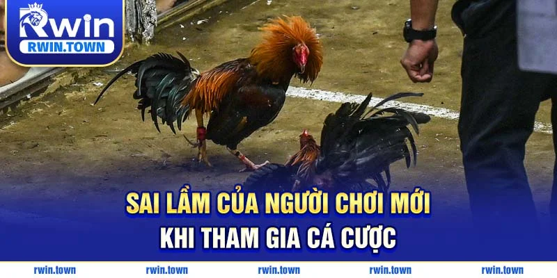 Sai lầm của người chơi mới khi tham gia cá cược