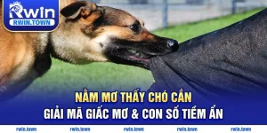 Nằm mơ thấy chó cắn và số tiềm ẩn