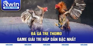 Đá gà tre thomo hấp dẫn