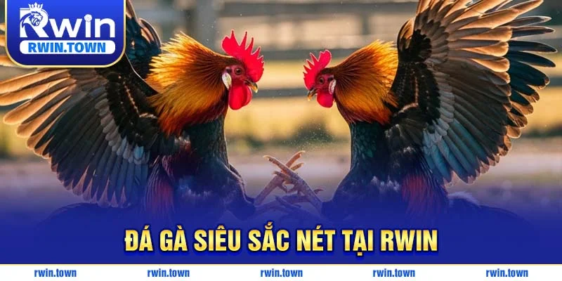 RWIN mang đến trải nghiệm đá gà siêu sắc nét